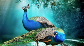 4K Peacock Image Download