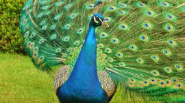 4K Peacock Wallpaper For PC