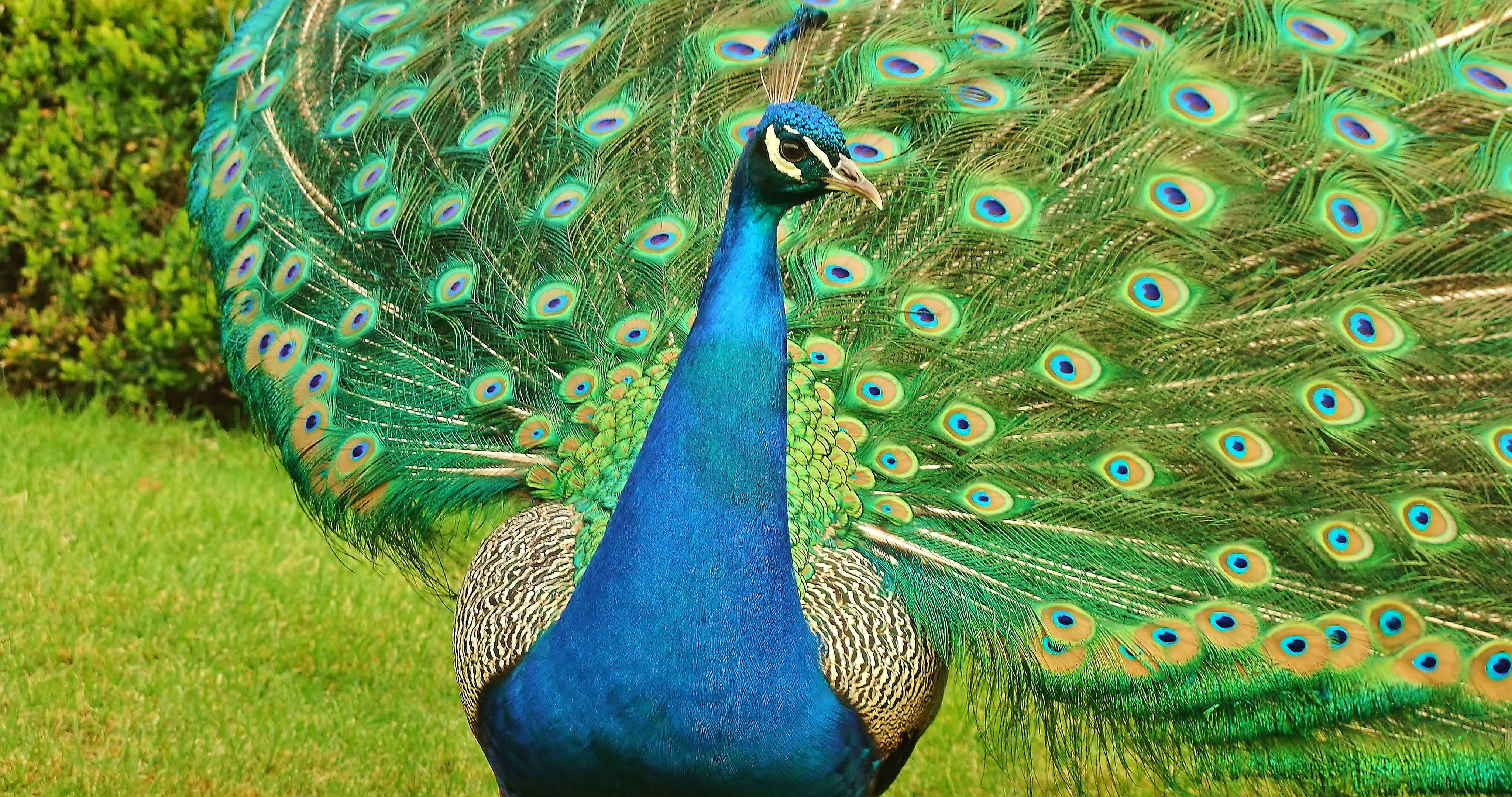 4K Peacock Wallpapers High Quality | Download Free