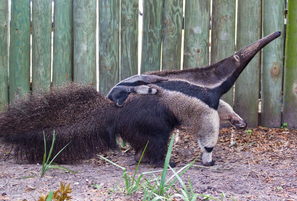 Anteater wallpapers HD