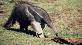 Anteater Photo Download