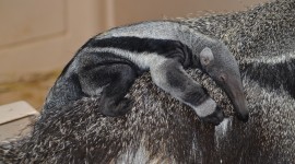 Anteater Photo Free