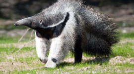 Anteater Photo#1