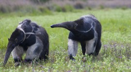 Anteater Pics