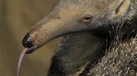 Anteater Wallpaper For IPhone