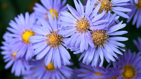 Asters wallpapers high quality
