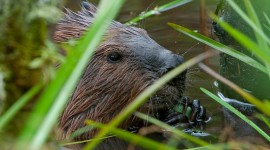 Beavers Photo Download