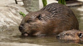 Beavers Photo Free