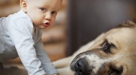 Child And Dog Wallpaper Download
