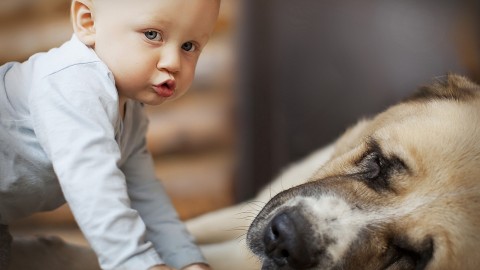 Child And Dog wallpapers high quality