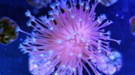 Corals Photo