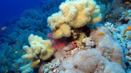 Corals Photo#1