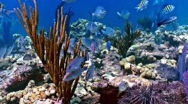 Corals Photo#2