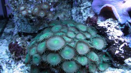 Corals Photo#3