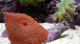 Corals Photo#4