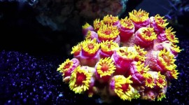 Corals Wallpaper 1080p