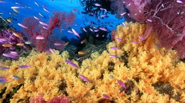 Corals Wallpaper