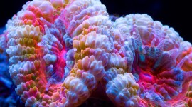 Corals Wallpaper Download