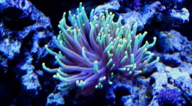 Corals Wallpaper Download Free