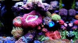 Corals Wallpaper For Desktop
