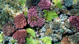 Corals Wallpaper For PC