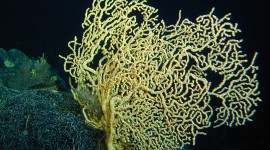 Corals Wallpaper Free