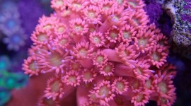 Corals Wallpaper Full HD