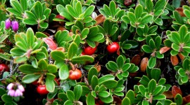 Cowberry Photo Download