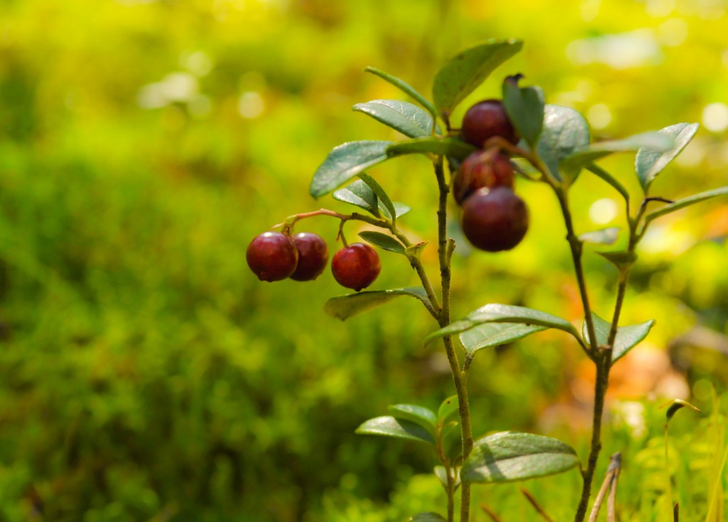 Cowberry wallpapers HD