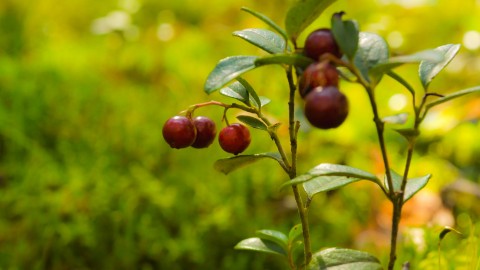 Cowberry wallpapers high quality