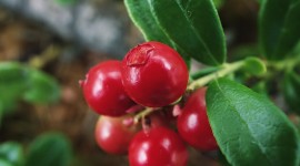 Cowberry Wallpaper For PC