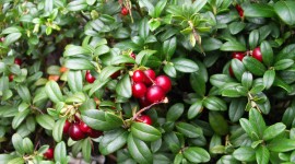 Cowberry Wallpaper Gallery