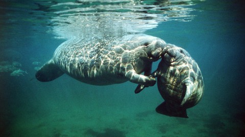 Manatee wallpapers high quality