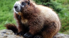Marmot Photo