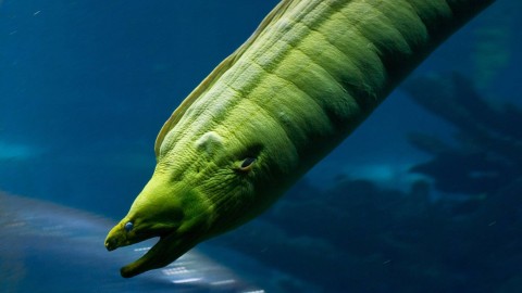 Moray Eels wallpapers high quality