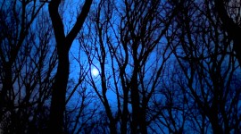 Night Forest Wallpaper For PC