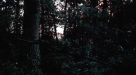 Night Forest Wallpaper HD