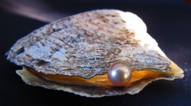 Pearl In The Shell Wallpaper Download Free