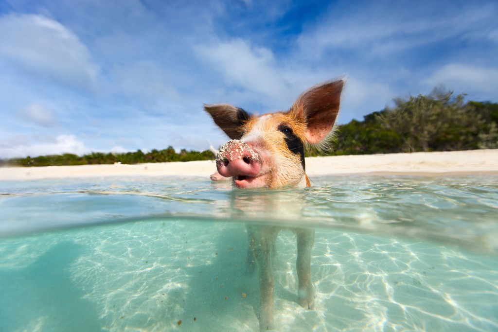 Pigs In The Bahamas wallpapers HD