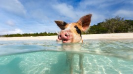 Pigs In The Bahamas Best Wallpaper
