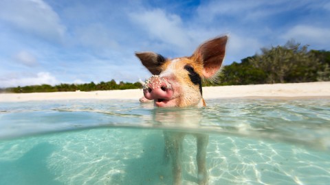 Pigs In The Bahamas wallpapers high quality