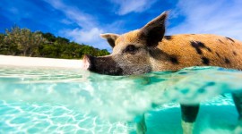 Pigs In The Bahamas High Quality Wallpaper