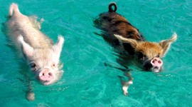 Pigs In The Bahamas Wallpaper