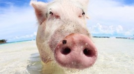 Pigs In The Bahamas Wallpaper Download