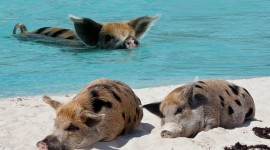Pigs In The Bahamas Wallpaper Download Free