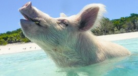 Pigs In The Bahamas Wallpaper For IPhone