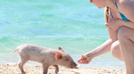 Pigs In The Bahamas Wallpaper For IPhone Download