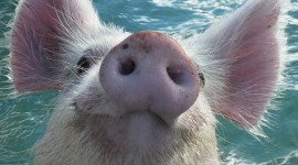 Pigs In The Bahamas Wallpaper For IPhone Free