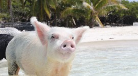 Pigs In The Bahamas Wallpaper For PC