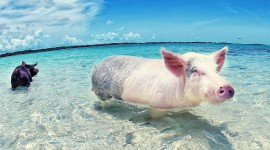 Pigs In The Bahamas Wallpaper Free